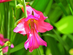  春咲きグラジオラス　ビザンティヌス 　１