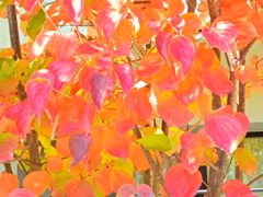 山法師 （やまぼうし）の紅葉　７