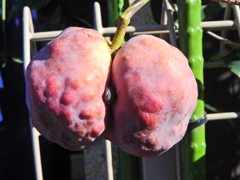 郁子 （むべ）の実