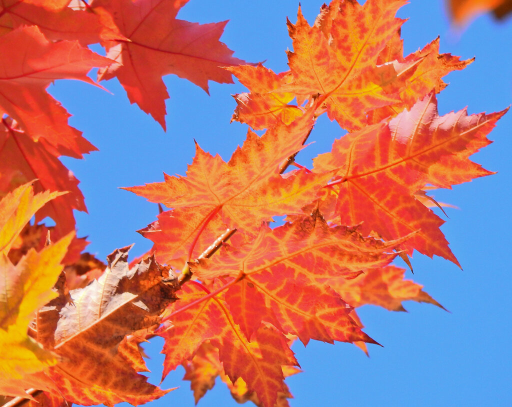 カエデの紅葉　３