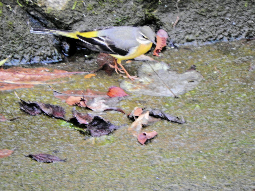 久々のキセキレイさん　４