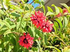 真冬の　ベニチョウジ（紅丁字）２