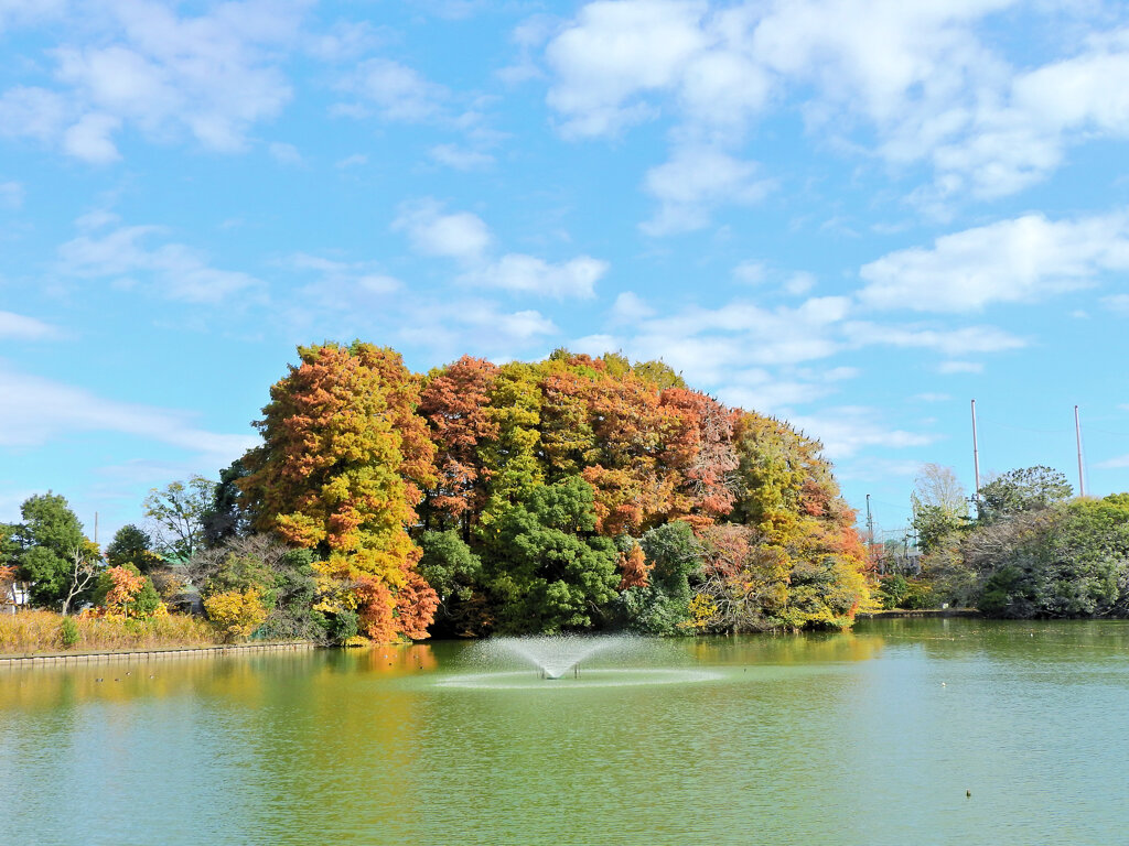 川崎市等々力緑地公園・・釣り堀池で　紅葉　５