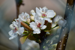 梨の花　開花　４