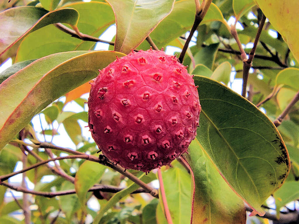 真冬の　ヤマボウシの実　４