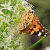 韮の花にヒメアカタテハ　４