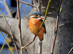 今日の　カワセミ　さん　3/4