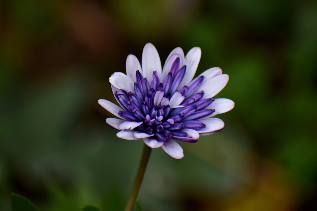 オステオスペルマム（八重）３