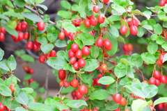 鈴なり夏茱萸（ナツグミ）⑦