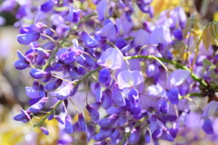藤の花　４