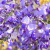 藤の花　４