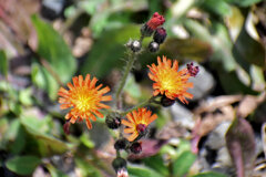 コウリンタンポポ（紅輪蒲公英）１