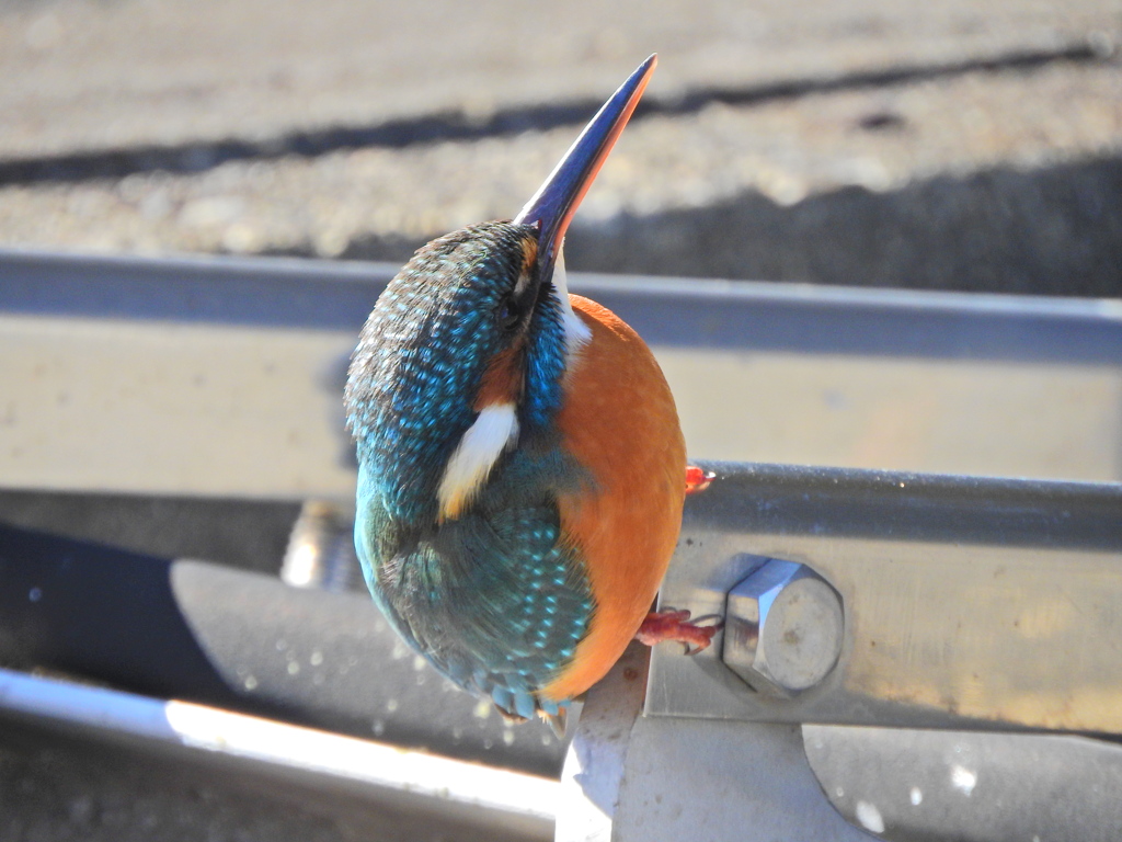 今日のカワセミ　さん　８