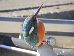 今日のカワセミ　さん　８