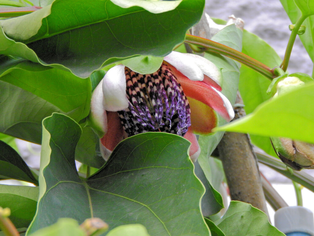 真冬のパッションフルーツの花　５