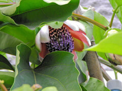 真冬のパッションフルーツの花　５