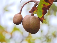 紅花栃の木 （べにばなとちのき）の実　1/4