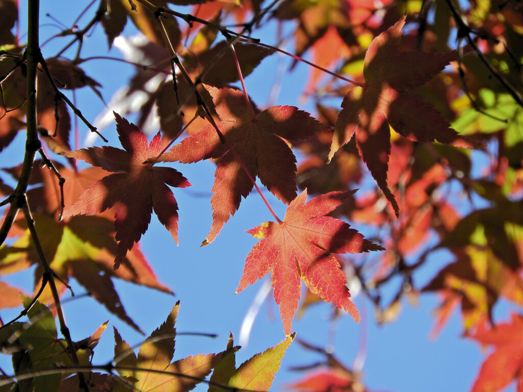 近所のお寺で　紅葉　３