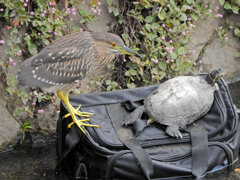 ホシゴイと亀さん　1/3