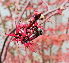 マルバノキ（丸葉の木）花　１