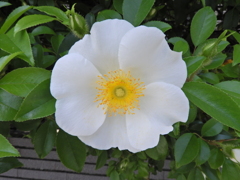 浪花茨 （なにわいばら）２