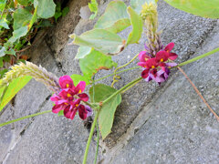 葛（クズ）の花　１