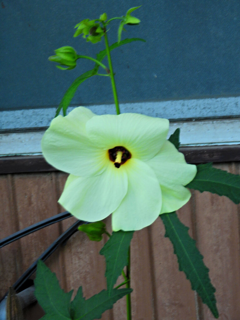 黄蜀葵 （とろろあおい）花１