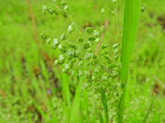 姫小判草 （ひめこばんそう） 鈴茅、鈴萱（すずがや）１