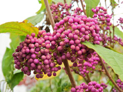 ムラサキシキブ(紫式部)　２