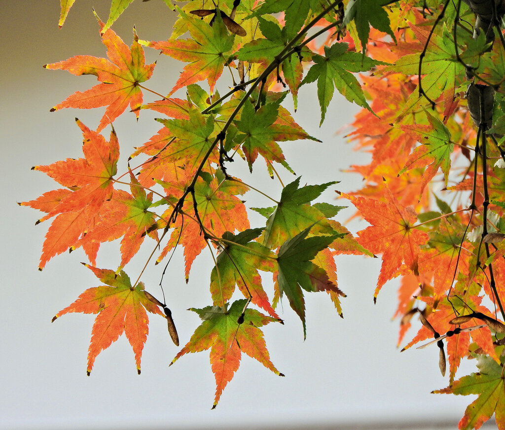 近所のお寺の紅葉　８