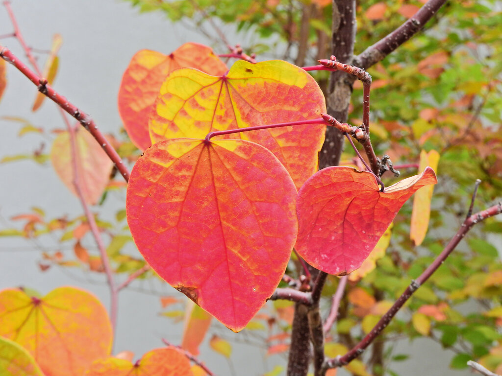 マルバノキの紅葉　♥２