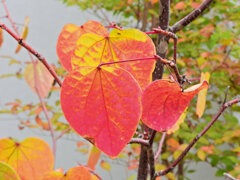 マルバノキの紅葉　♥２