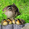 カルガモの一家　雛6羽　無事です　３