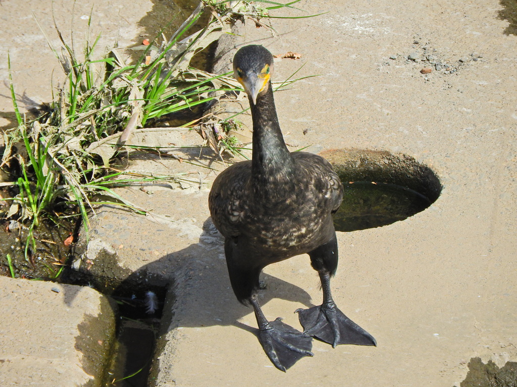 カワウ　４