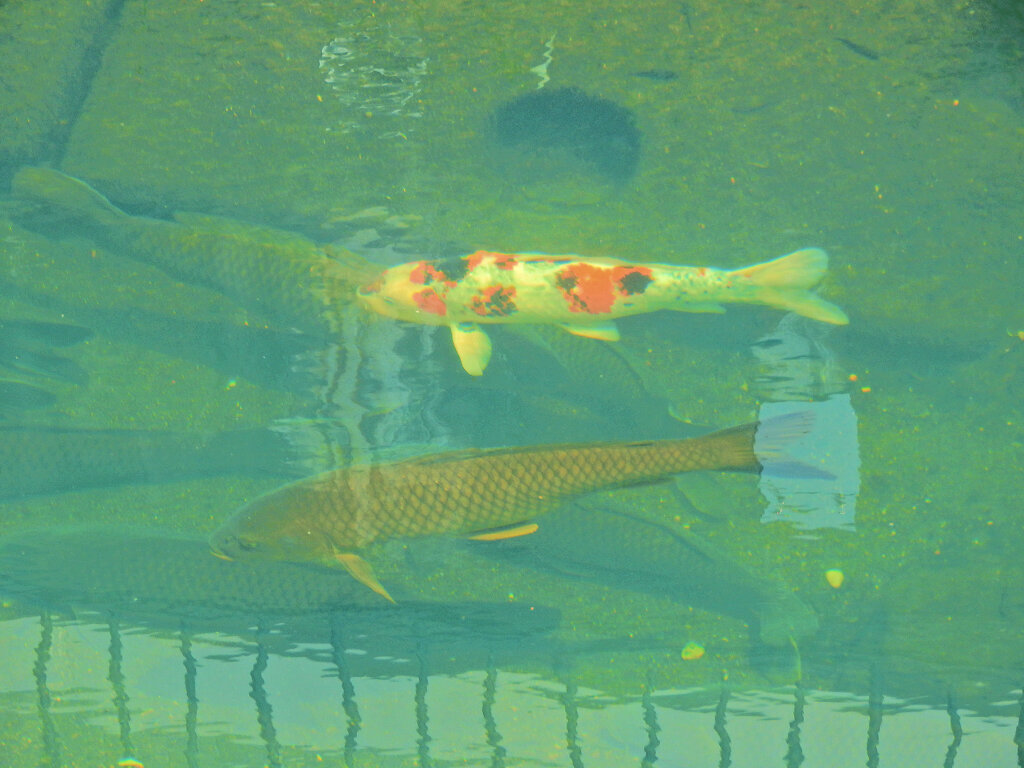 矢上川の鯉　１