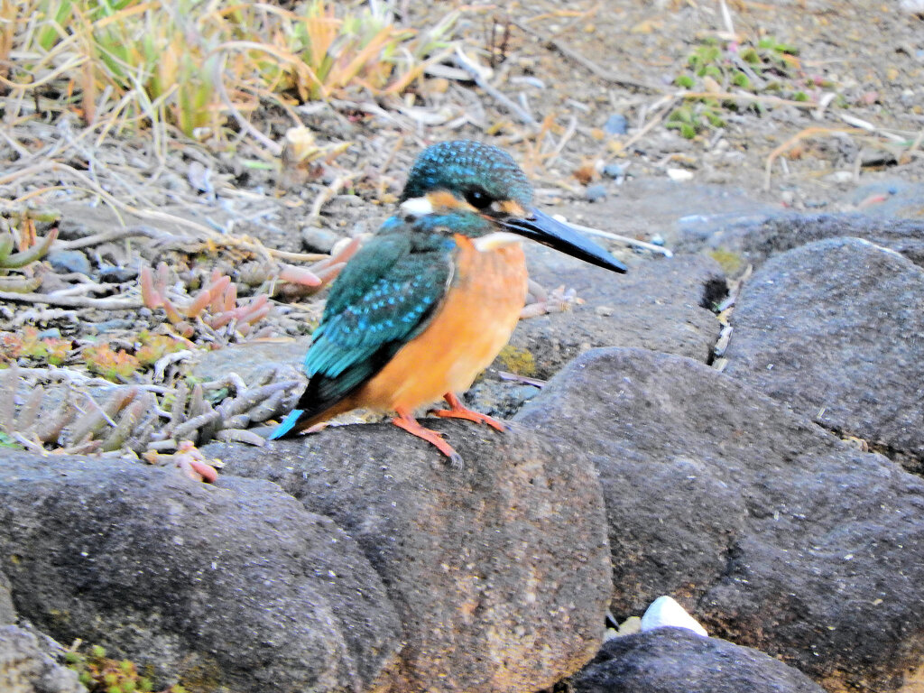 今日のカワセミ　さん　♂　２