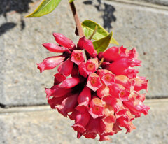 真冬の　ベニチョウジ（紅丁字）３