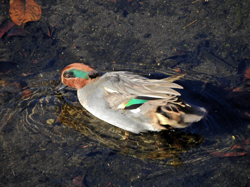 コガモ　さん　４