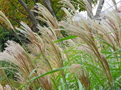 ｽｷｯ(*´ω｀)ﾉﾞ⌒☆　ススキ　薄　２