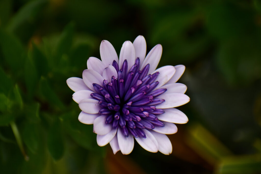 オステオスペルマム（八重）５