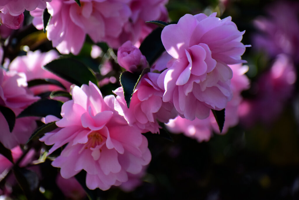 山茶花　５