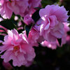 山茶花　５