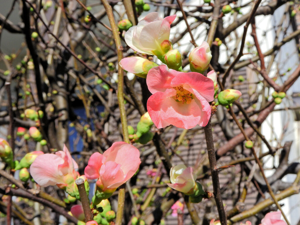 ぼぉ～けぇ～が咲いた　2/2