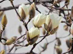 ハクモクレン（白木蓮）　開花　３