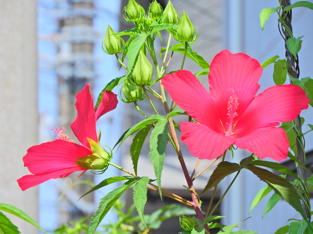 タイタンビカス　１