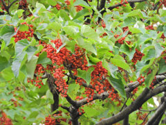 飯桐 　（いいぎり） 南天桐　（なんてんぎり）１