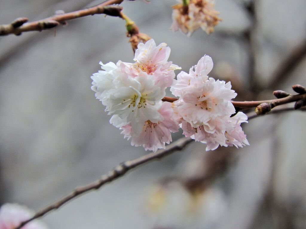 四季桜　３