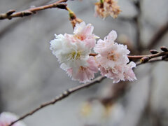 四季桜　３
