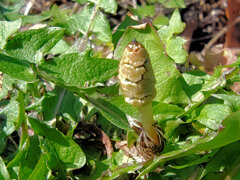 啓蟄　土筆　４