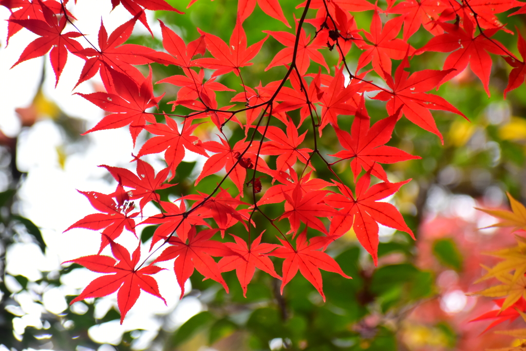 萌え盛る紅葉　５